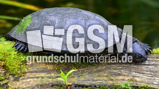 Europäische Sumpfschildkröte_2.jpg